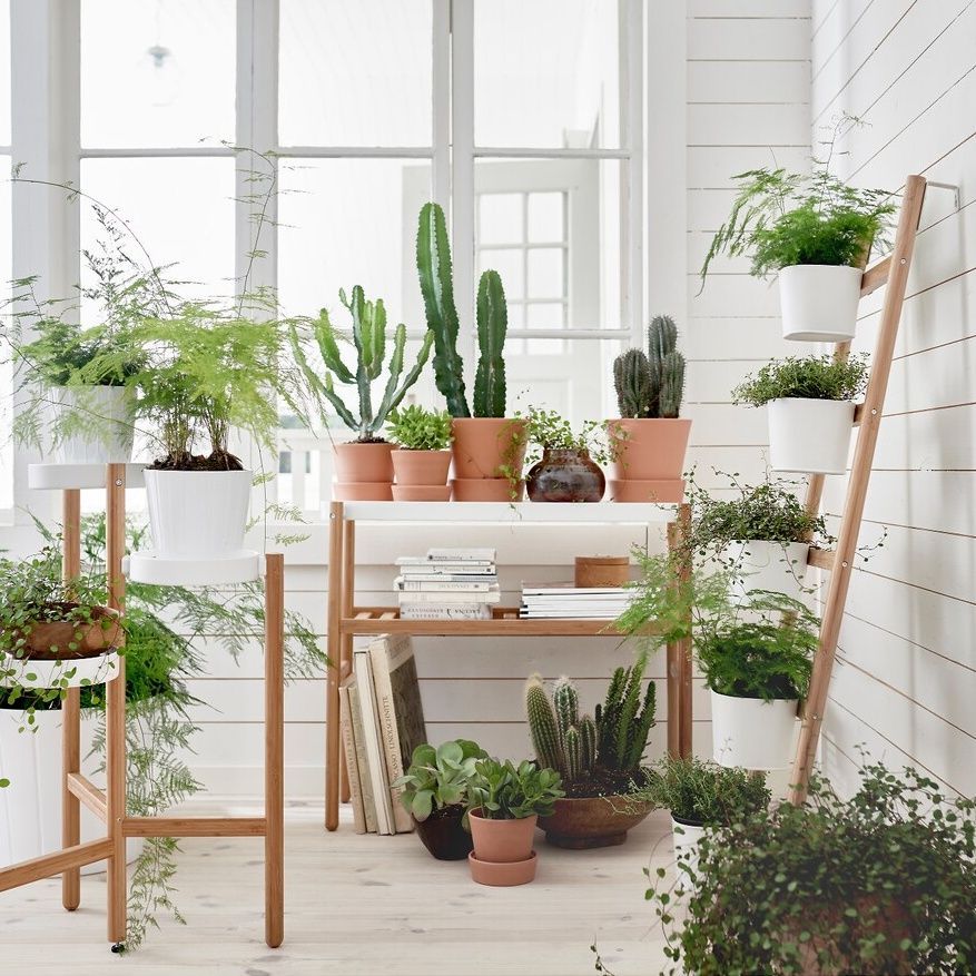 Decorar con plantas
